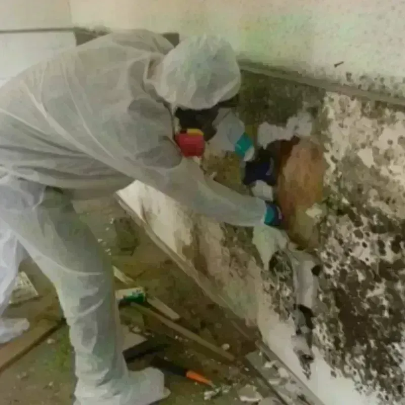 Mold Remediation and Removal in Hightstown, NJ